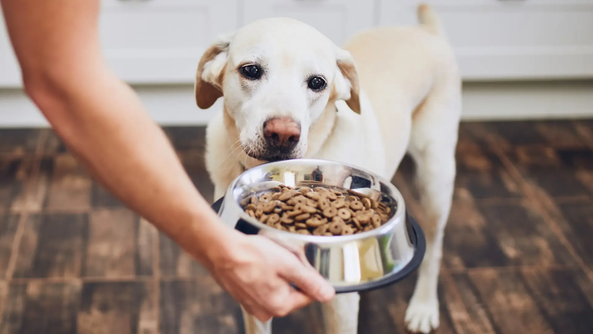A medium-sized, white dog looks skeptically at a bowl of dry kibble being offered from a human's hand. The dog's expression appears thoughtful or slightly hesitant, perfectly illustrating a "picky eater."